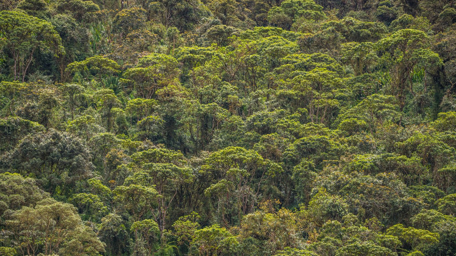 Bosque y montana, Rwanda
