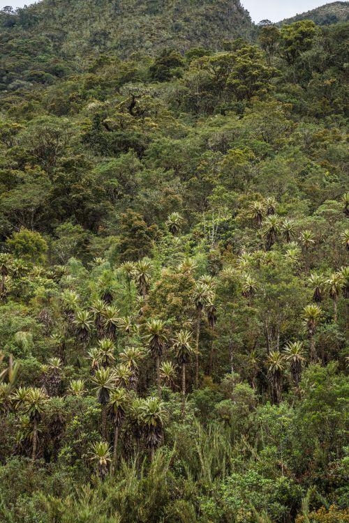 Free Dense and diverse forest landscape in Choachí, Colombia, featuring unique flora like frailejon. Stock Photo