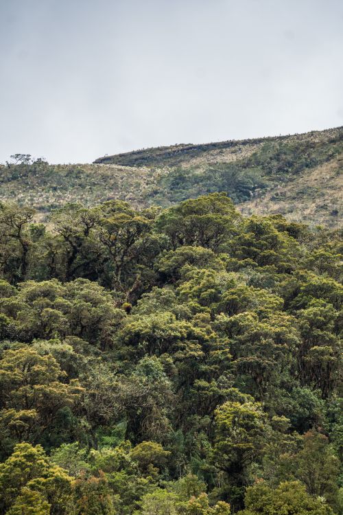 Free Green forested hills under cloudy skies in Choachí, Cundinamarca. Stock Photo