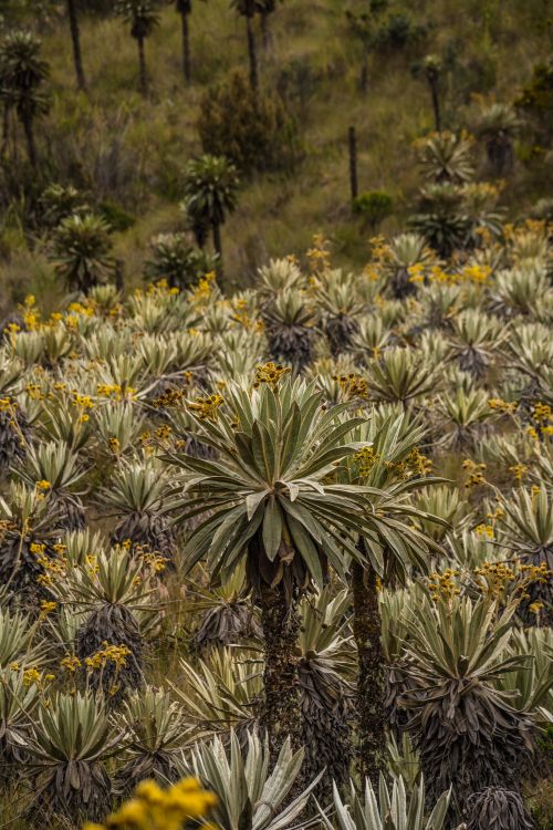 Free Explore the unique landscape of Frailejones in Choachí, Cundinamarca, Colombia under daylight. Stock Photo