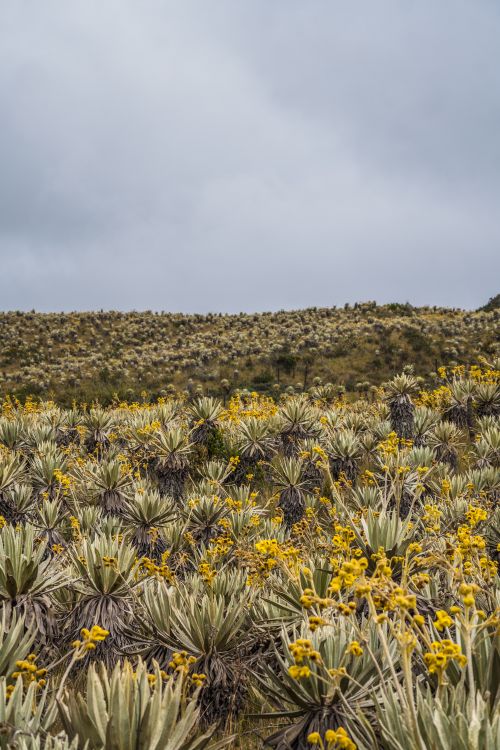 Free Explore the unique frailejón plants in the picturesque Choachí páramo, showcasing nature's beauty. Stock Photo