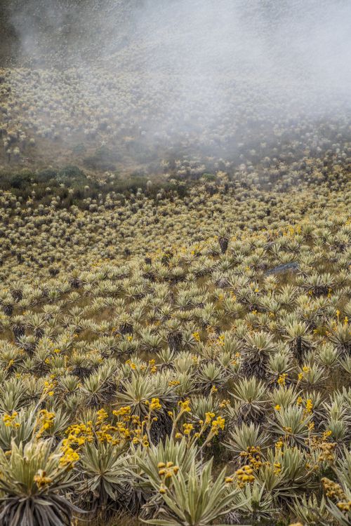 Free Explore the unique Frailejón landscape in Choachí, Cundinamarca, Colombia, under a misty sky. Stock Photo