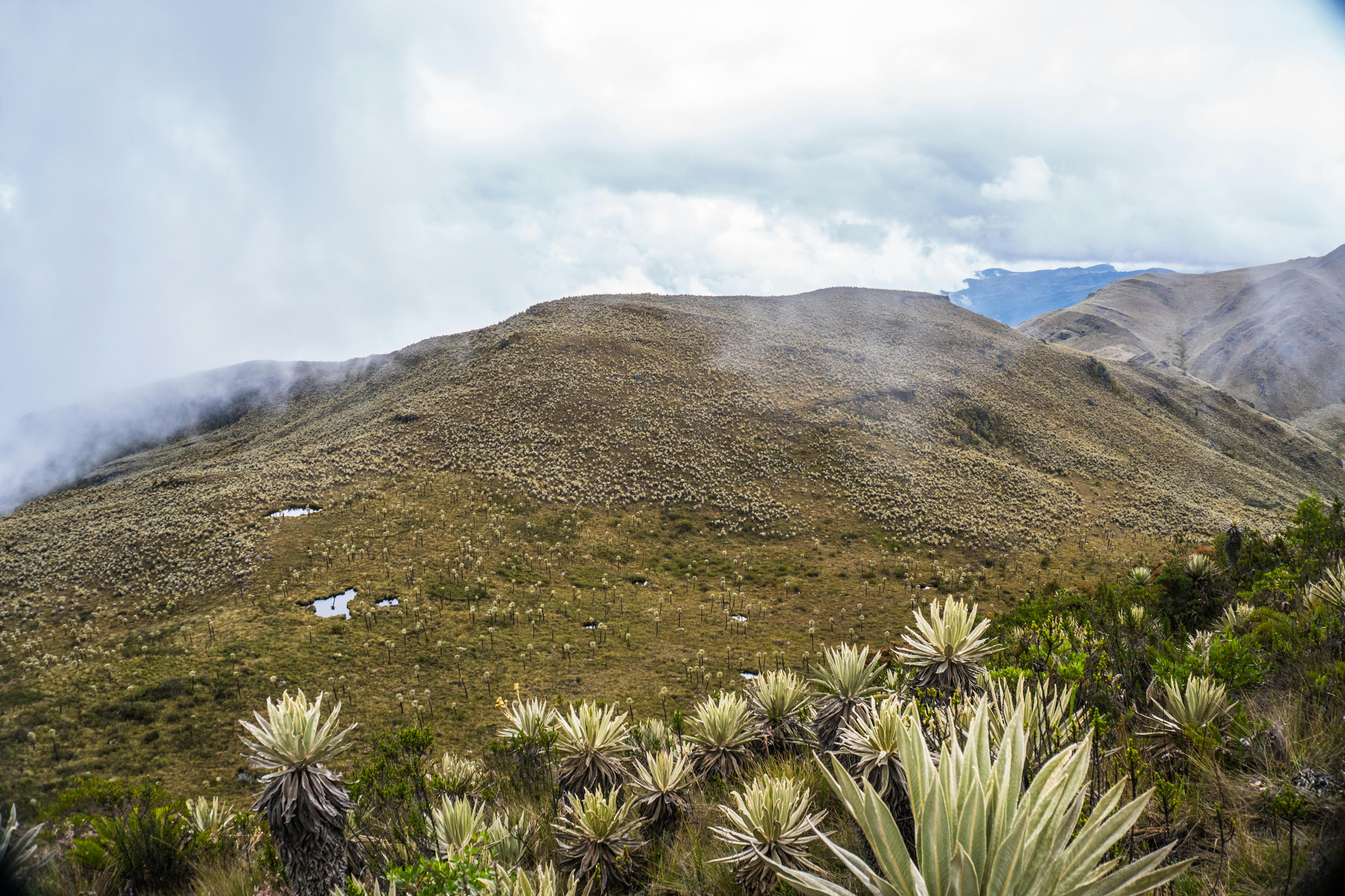 Explore the lush paramo landscape of Choachí, Cundinamarca, Colombia with misty hills and frailejón plants.