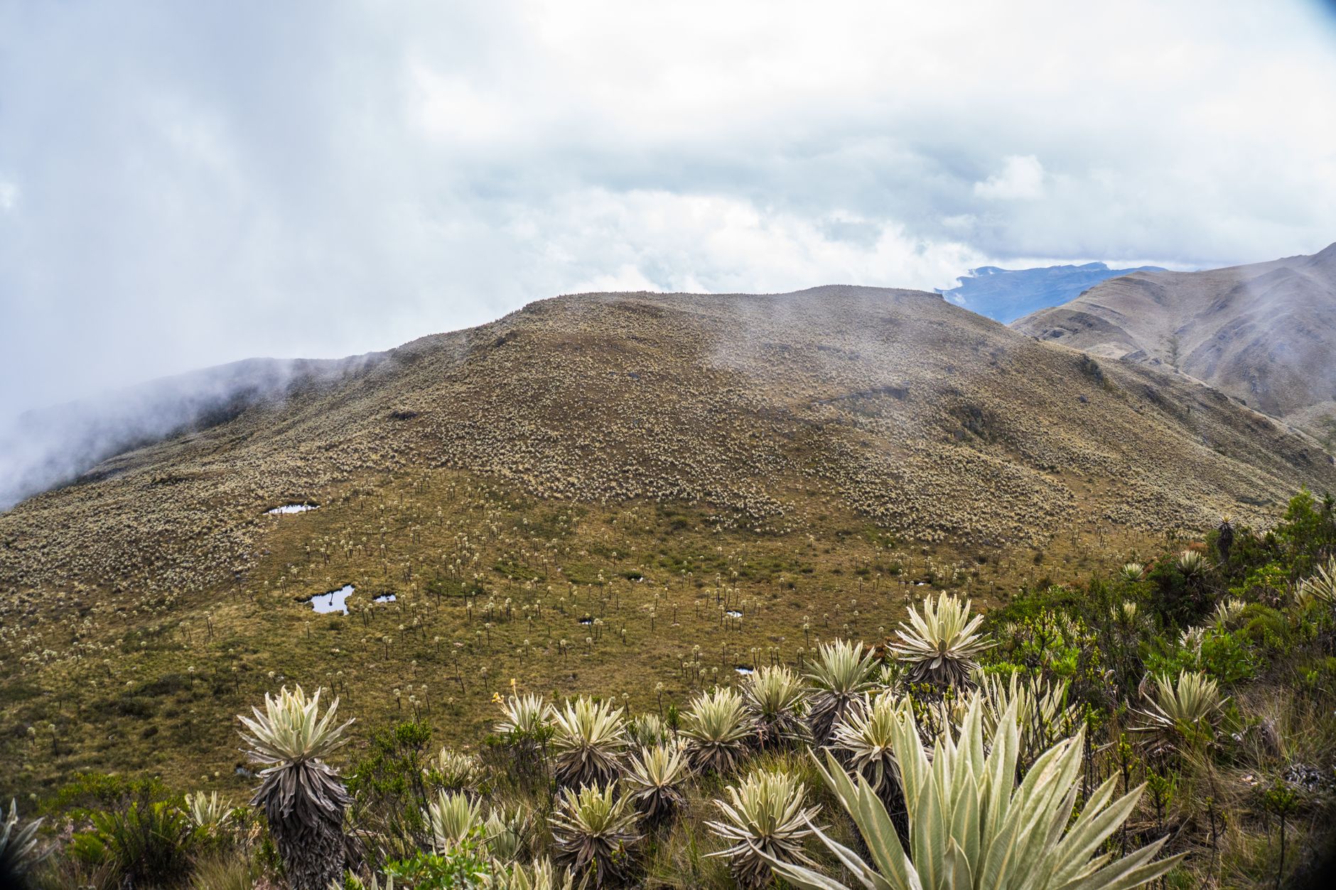 Explore the lush paramo landscape of Choachí, Cundinamarca, Colombia with misty hills and frailejón plants.