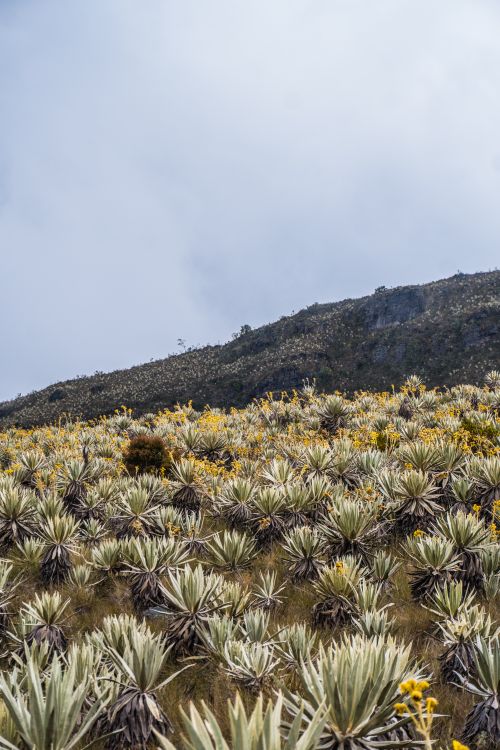 Free Explore the unique frailejones plants in a high-altitude landscape in Choachí, Colombia. Stock Photo