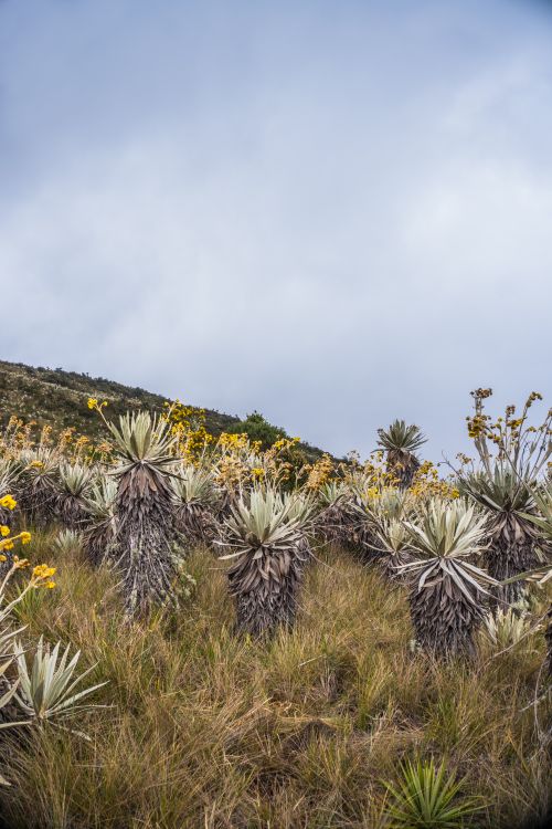 Free Explore the unique frailejónes in the scenic Choachí region, rich with biodiversity and distinct vegetation. Stock Photo