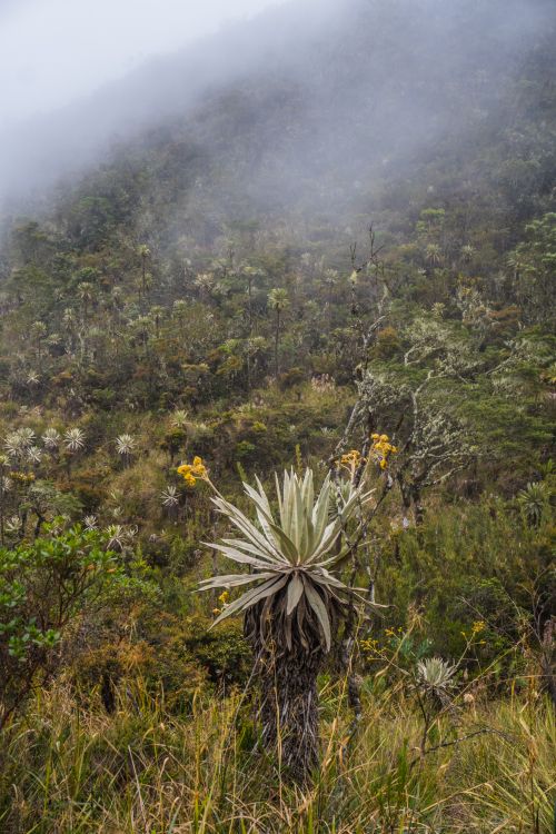 Free Explore the serene and misty beauty of the paramó landscape in Choachí, Colombia. Stock Photo