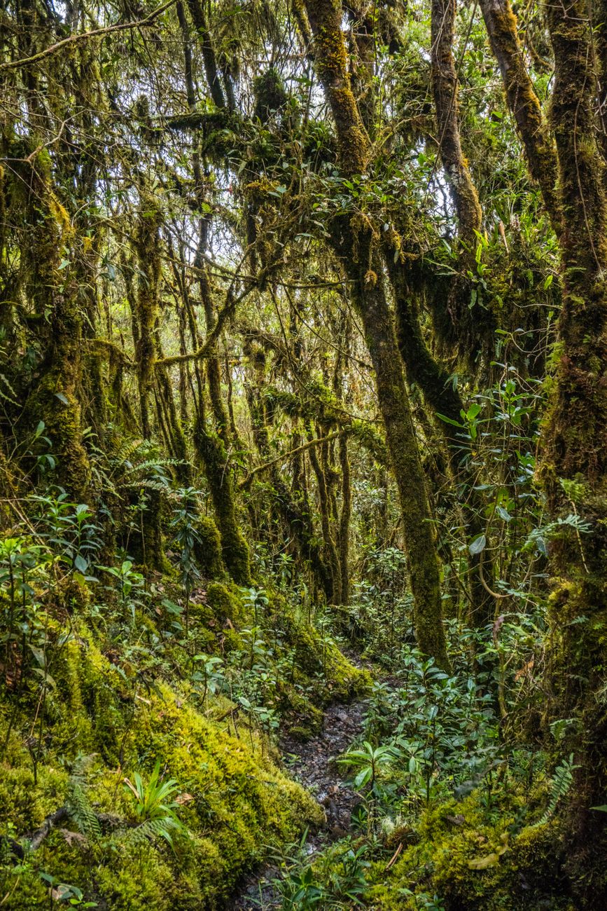 Lush moss-covered forest trail in Choachí, showcasing dense vegetation and serene natural beauty.. pexels, lush, moss