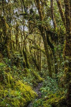 Lush moss-covered forest trail in Choachí, showcasing dense vegetation and serene natural beauty.. pexels, lush, moss