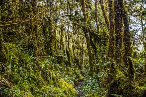Free Dense and verdant forest scene in Choachí, Cundinamarca, showcasing rich flora and untouched nature. Stock Photo