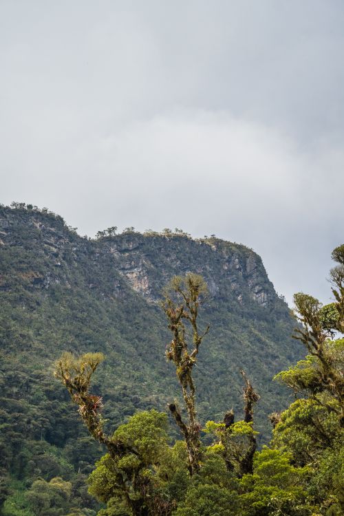 Free Scenic view of a lush mountain landscape in Choachí, Colombia, featuring verdant foliage. Stock Photo