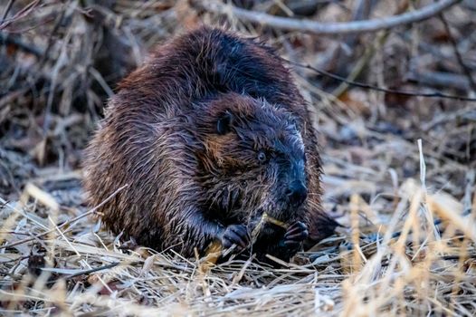 Beaver