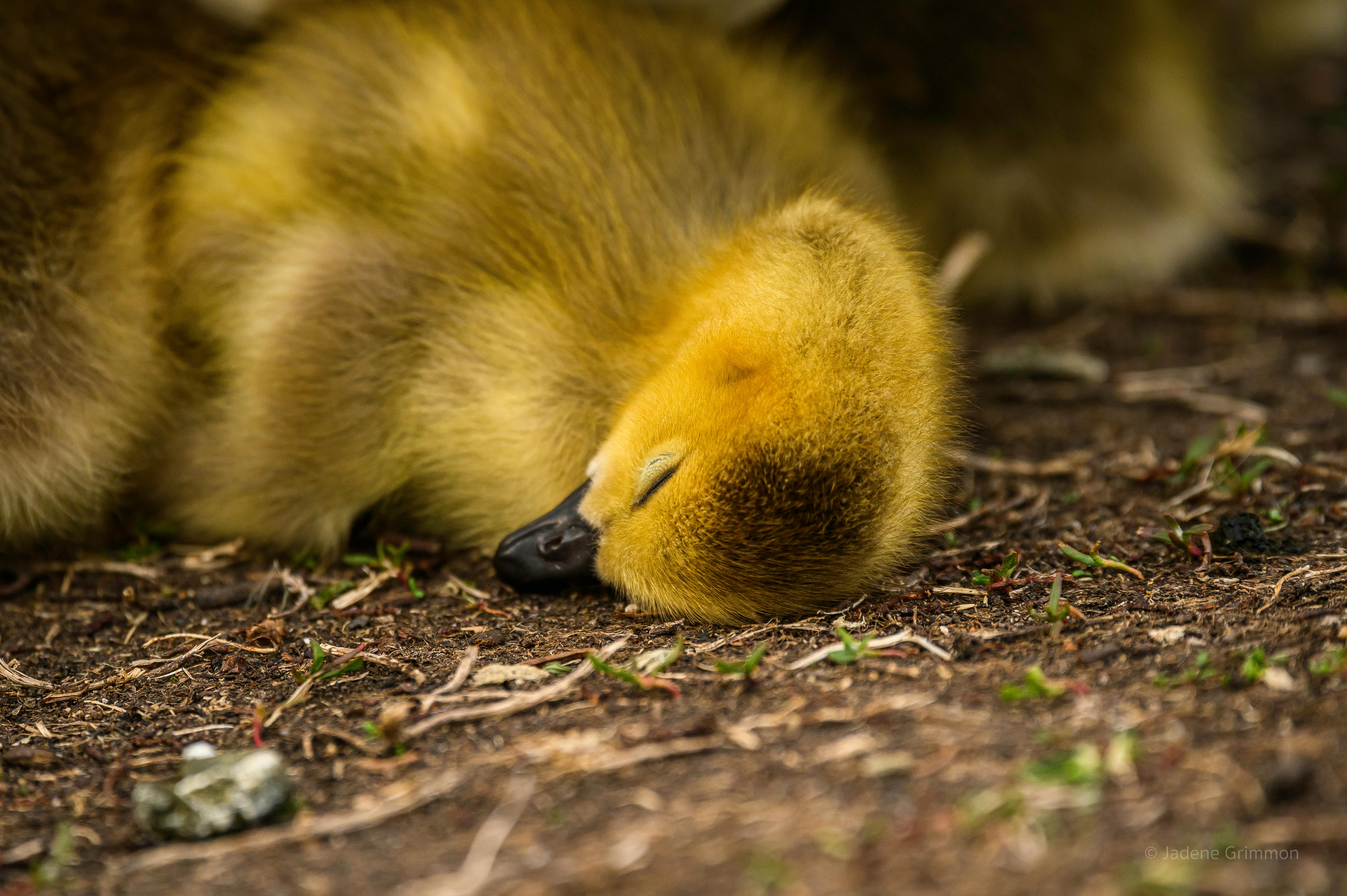 a baby duck sleeping on the ground