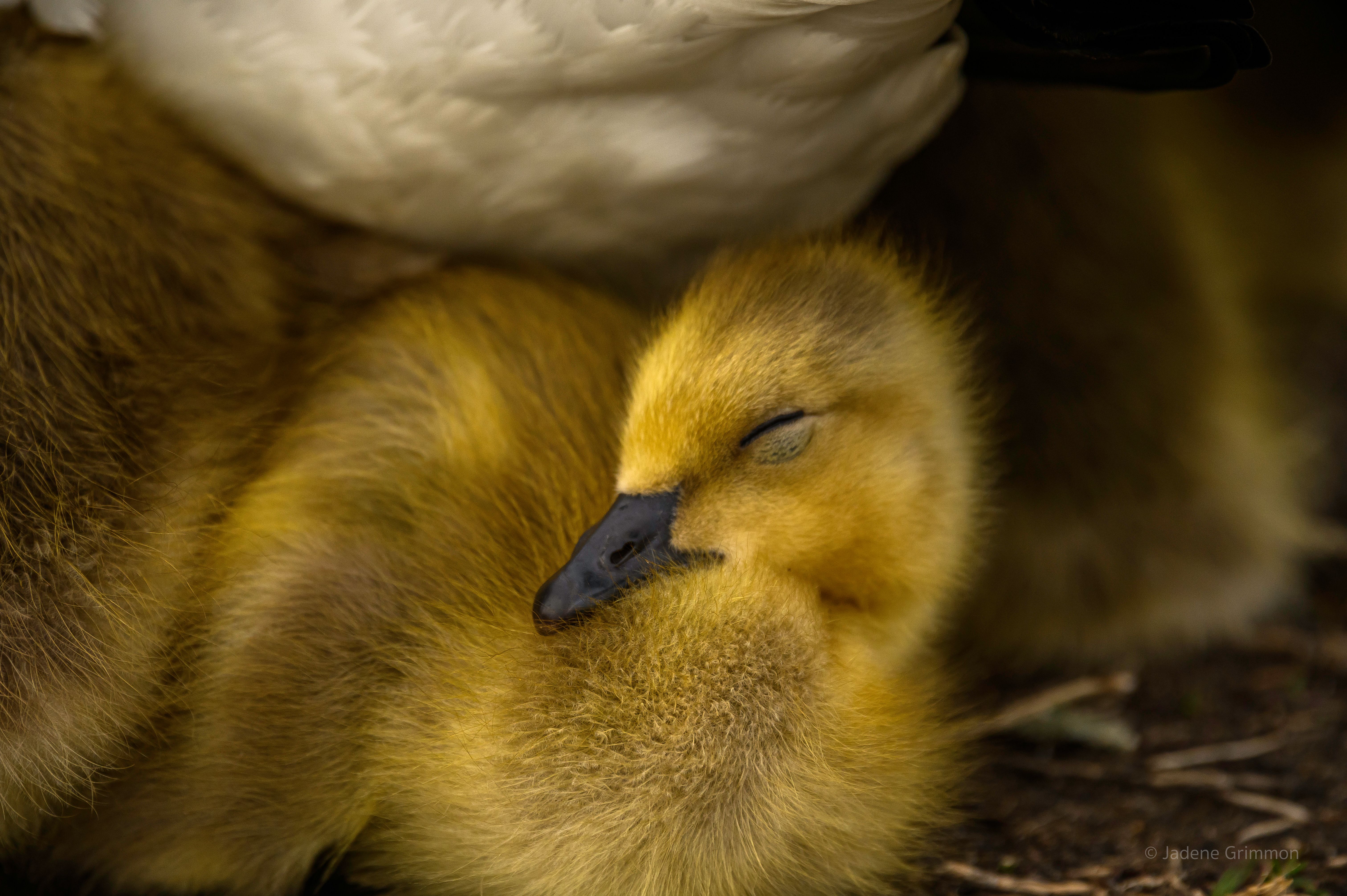 A baby duck · Free Stock Photo