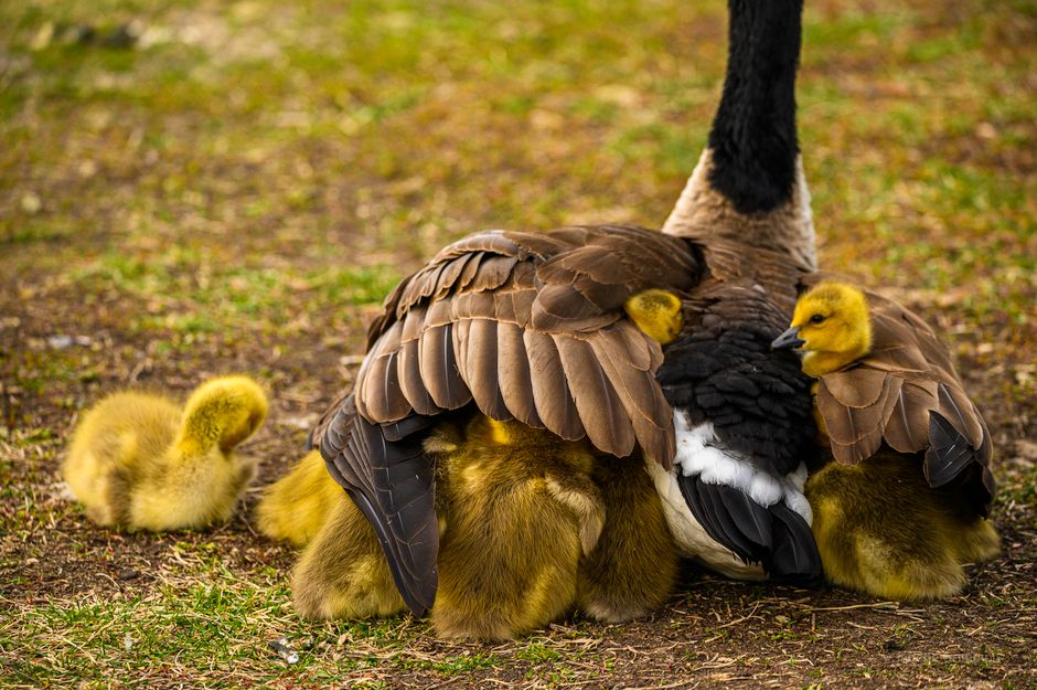 Volunteers Rescue Goose Family Stranded on Vancouver Rooftop