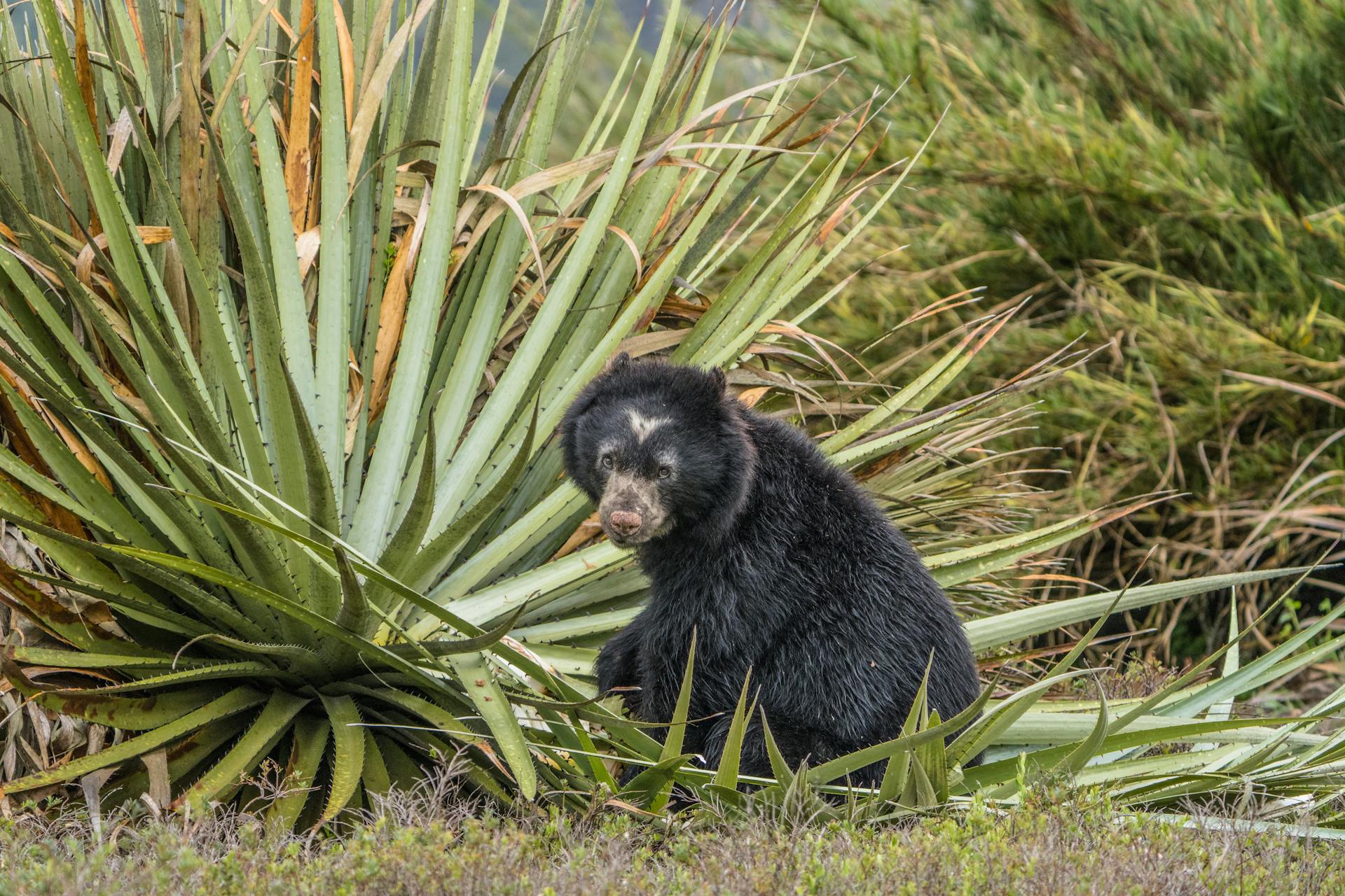 Oso enino