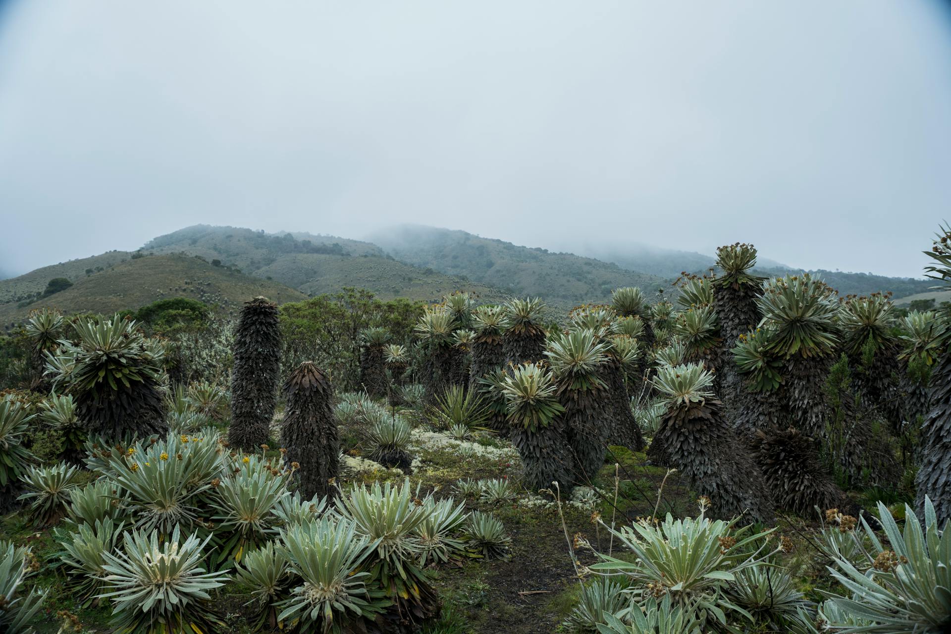 Paisaje de Colombia