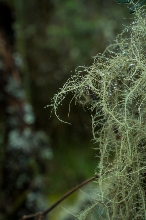 Free Close-up of moss and lichen in a lush Colombian rainforest, capturing the intricate details of nature. Stock Photo