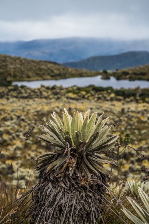 Free A serene view of a Frailejón plant in the expansive Sumapaz Paramo, Colombia. Stock Photo
