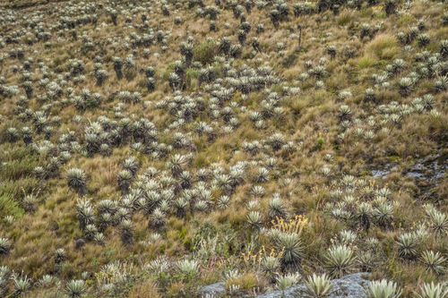 Free Explore the diverse wild flora of Sumapaz, Colombia with this stunning outdoor landscape photography. Stock Photo