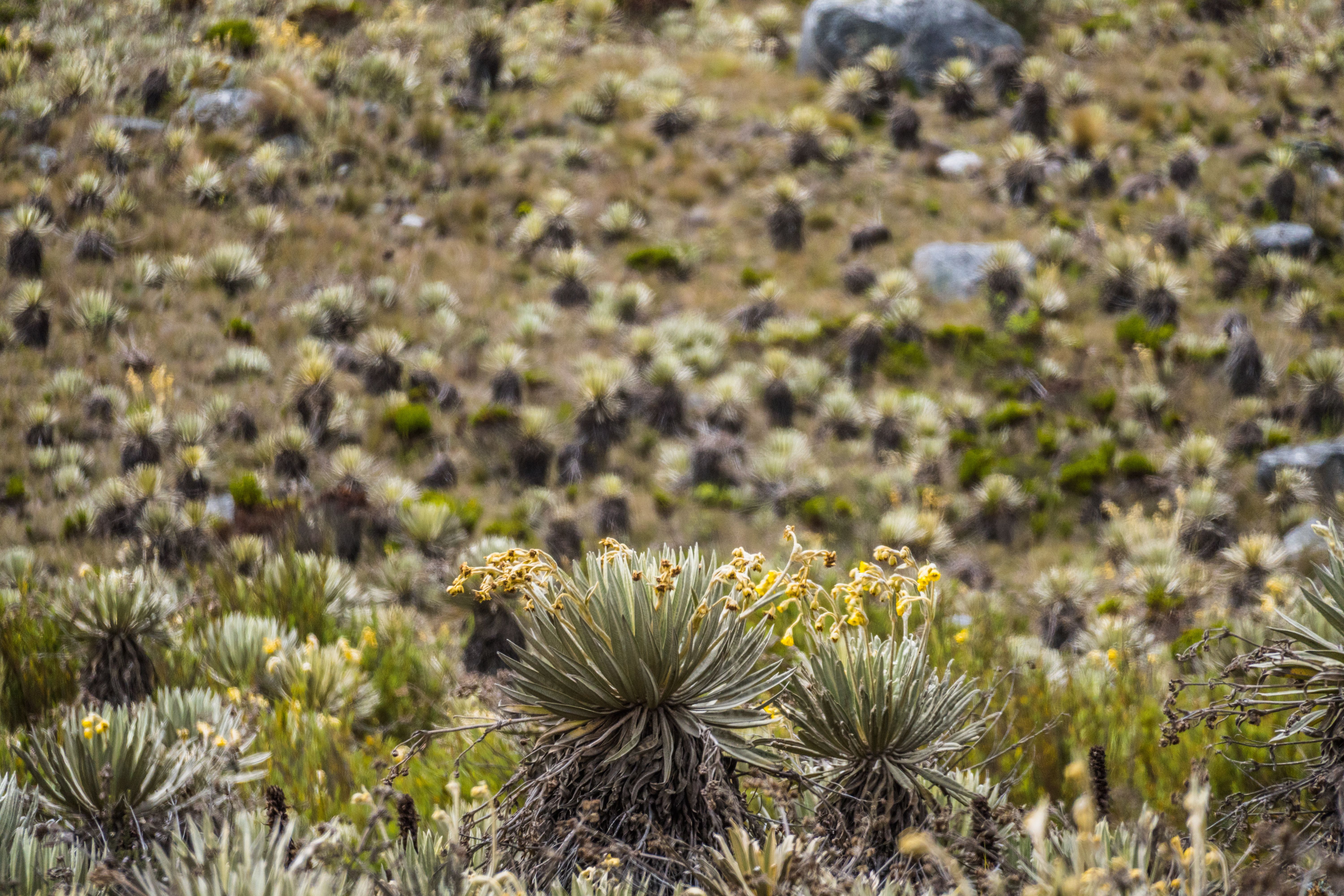 ¿Cómo se protege el páramo en Ecuador y por qué es clave para el agua?