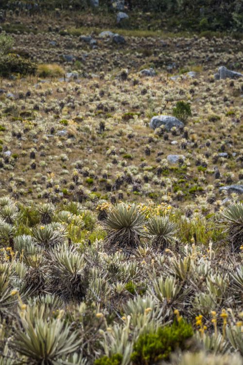 Free A vast landscape of frailejones plants in Sumapaz, Cundinamarca, showcasing Colombia's unique paramo ecosystem. Stock Photo