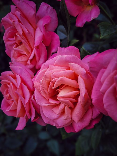 Free Close-up of vibrant pink roses showcasing delicate petals and romantic elegance. Stock Photo
