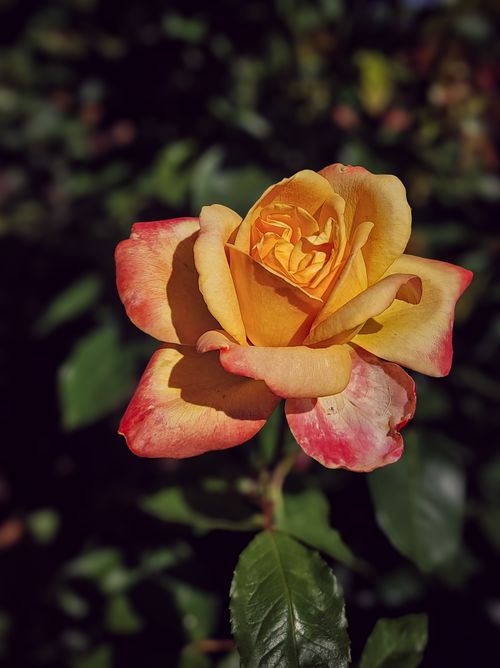 Free Close-up of a stunning yellow and red rose in a garden during summer. Stock Photo