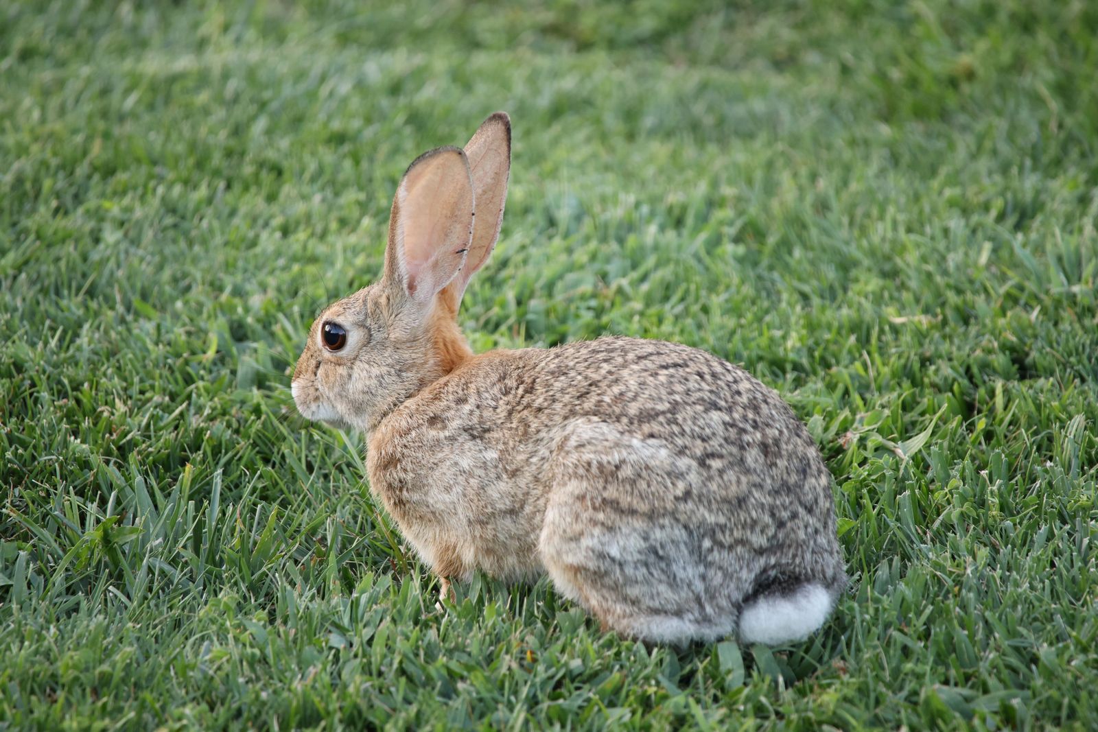 White Rabbit on Green Grass · Free Stock Photo