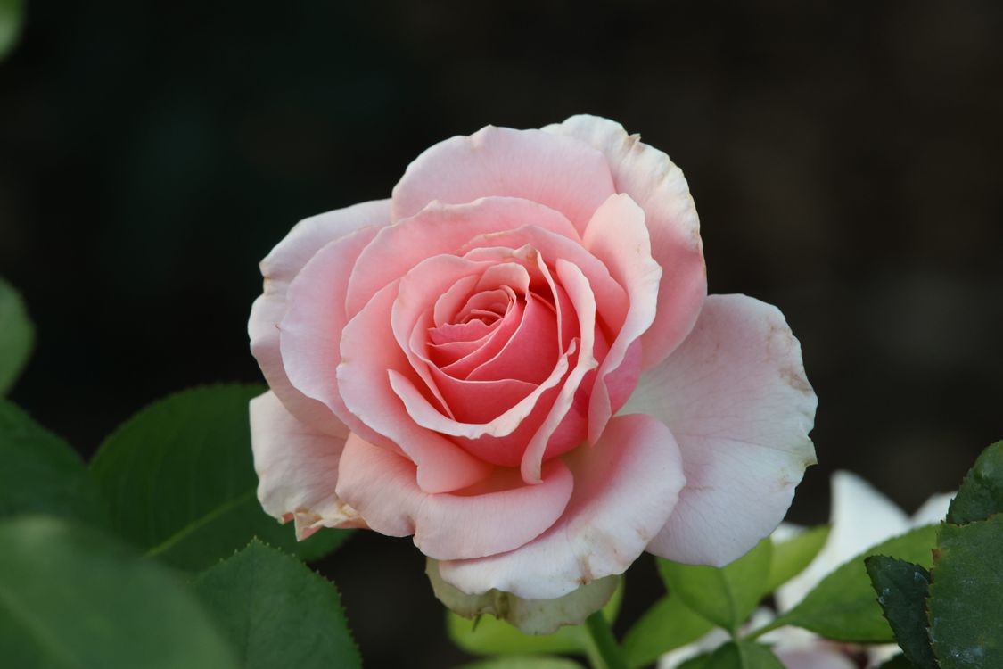 A pink rose with green leaves in the background · Free Stock Photo