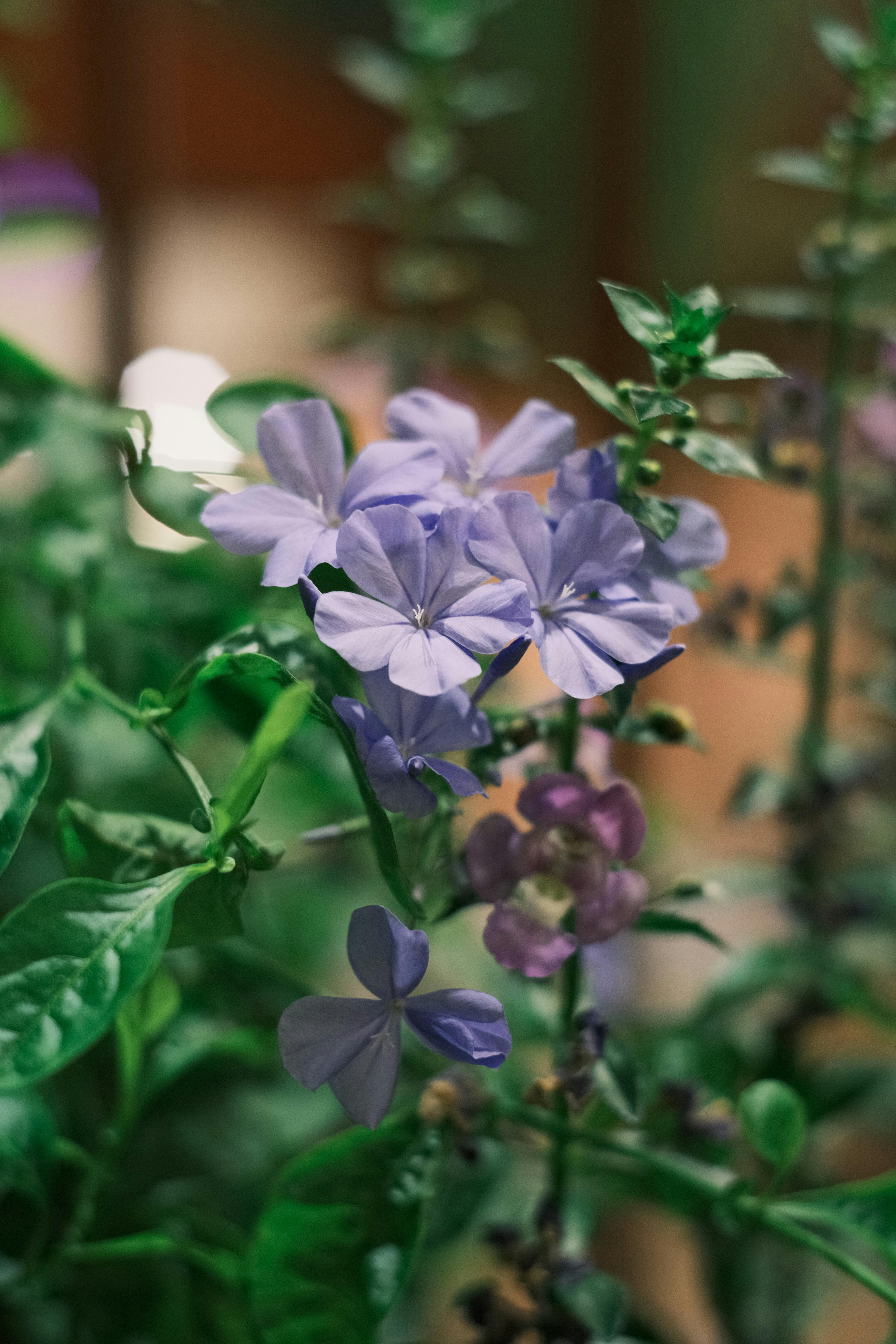 [ColoSach]-a-vibrant-close-up-of-purple-flowers-in-a-lush-summer-garden-showcasing-nature's-beauty.