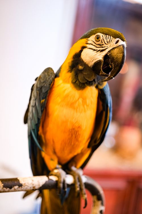 Free Colorful blue and gold macaw perched on a stand in Şirince, İzmir, capturing its exotic beauty. Stock Photo