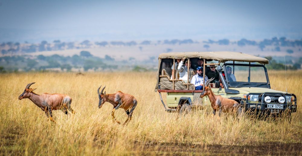 Guests watching wildlife from a safari vehicle