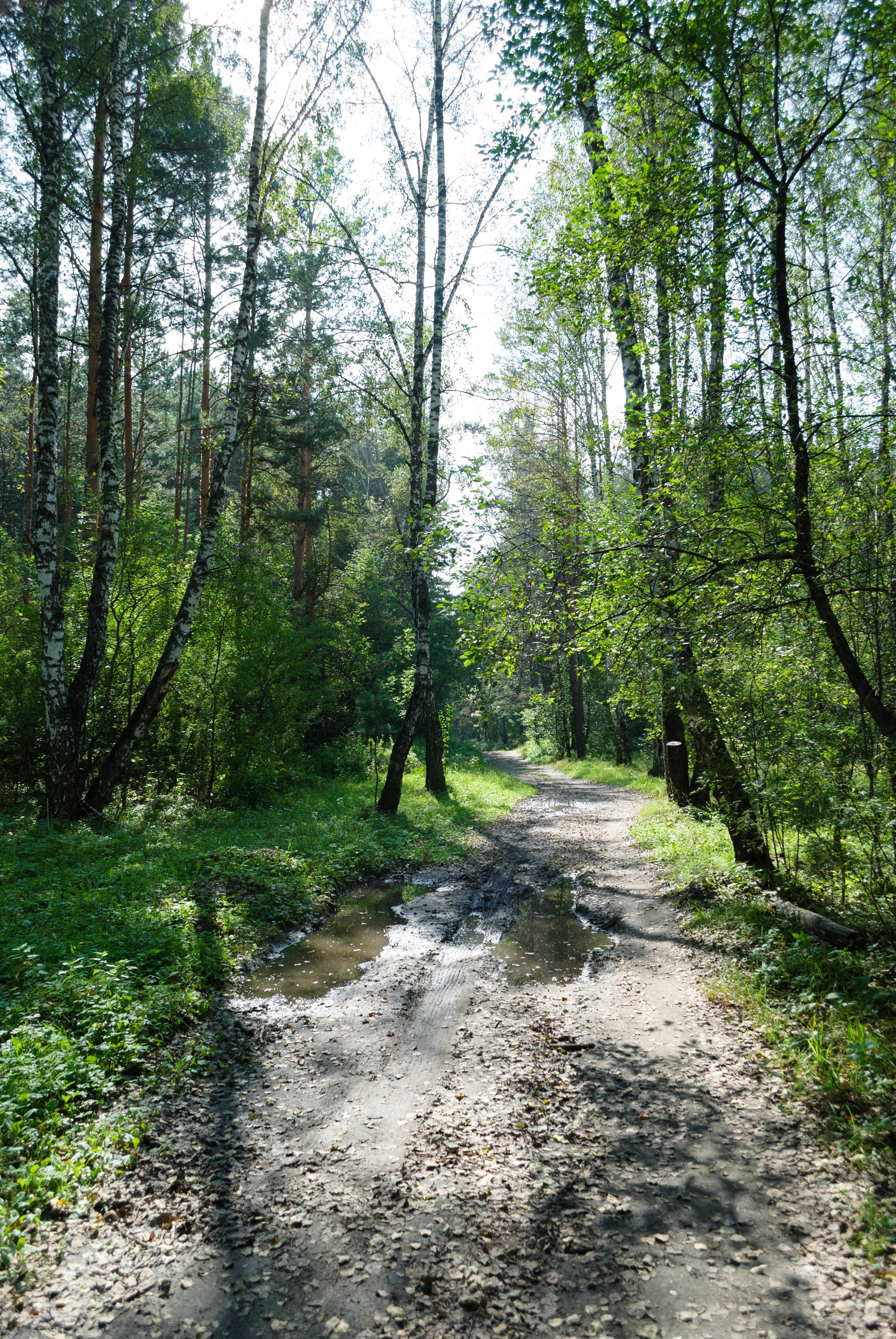 A dirt road in the woods with trees · Free Stock Photo