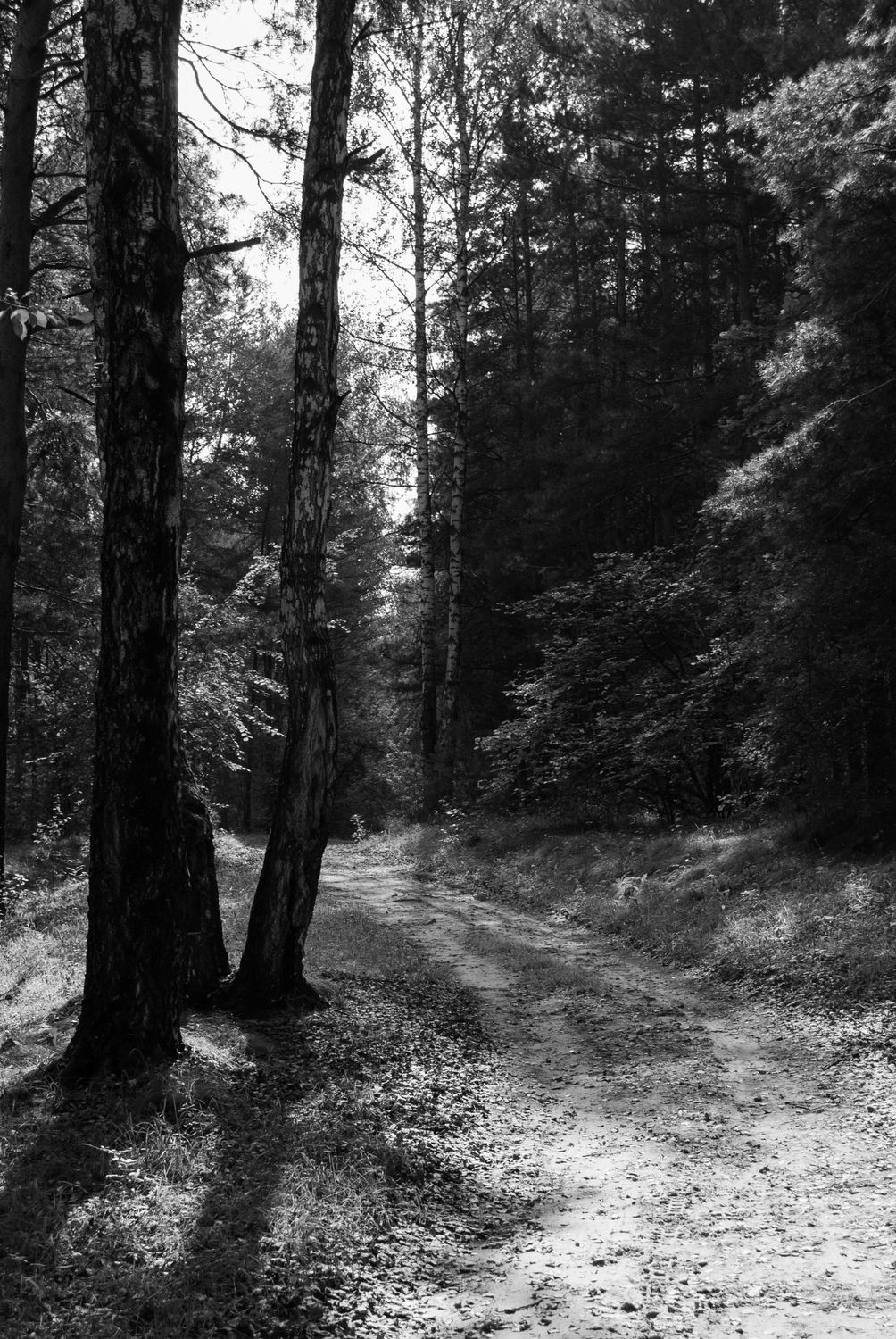 A black and white photo of a path in the woods · Free Stock Photo