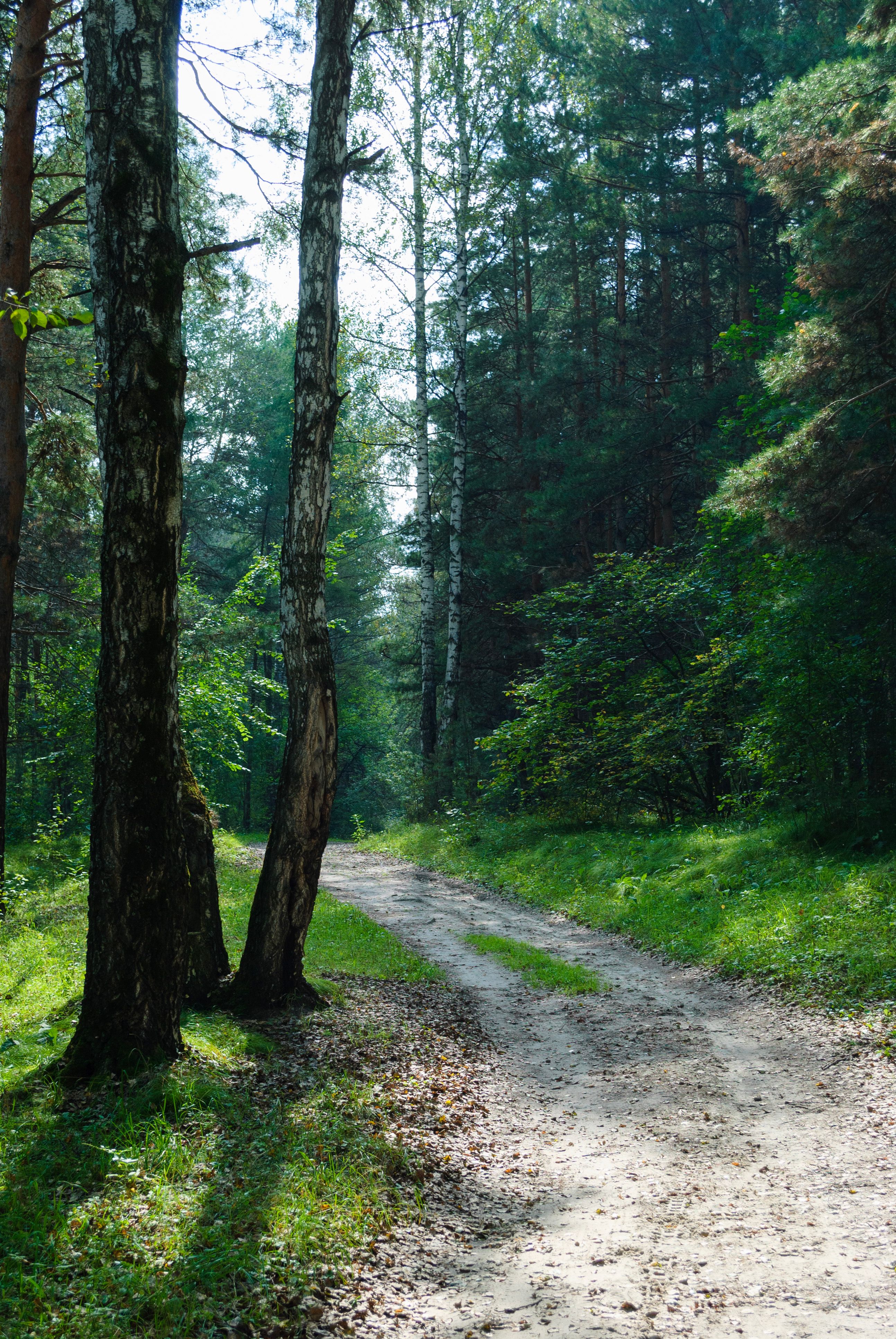 A dirt road in the woods with trees · Free Stock Photo