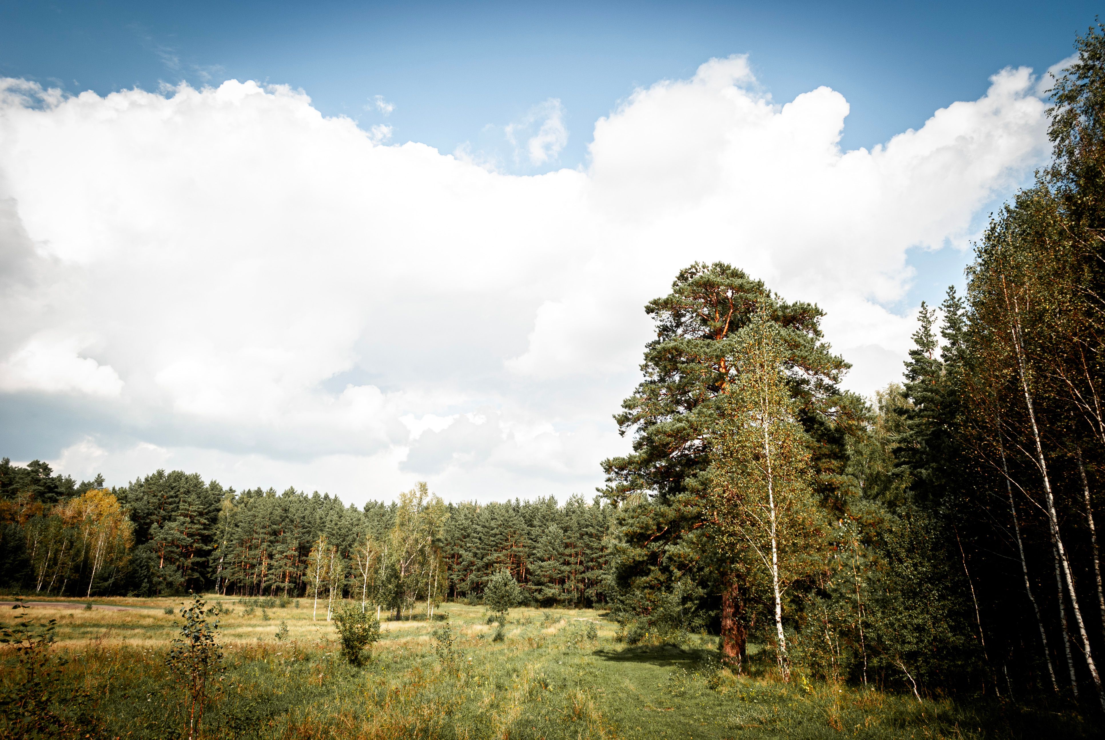 A field with trees and grass · Free Stock Photo