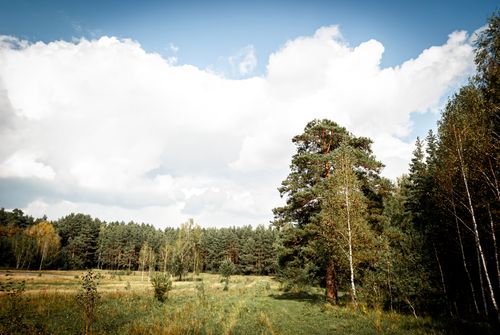 Free A peaceful countryside scene featuring lush green fields, trees, and a bright summer sky. Stock Photo