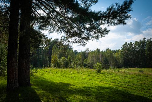Free Peaceful forest scene with sunlight filtering through tall pine trees and vibrant green grass. Stock Photo