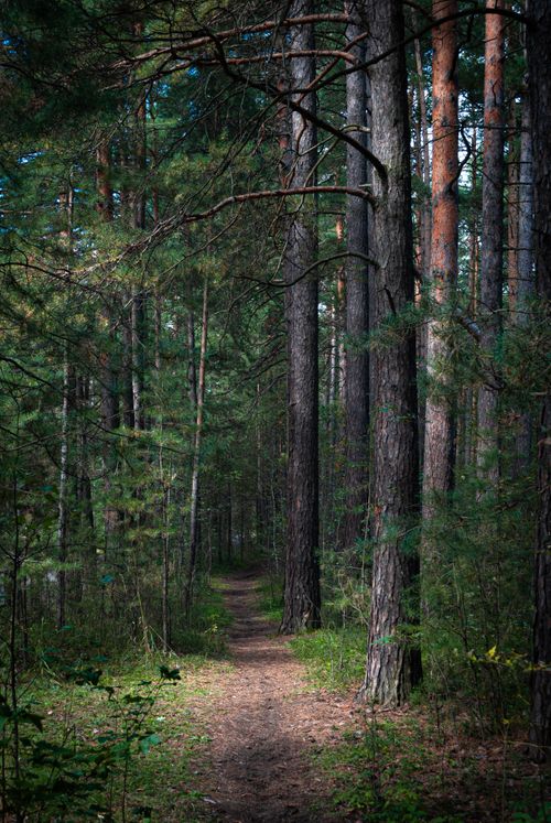 Free A tranquil forest path winds through lush evergreen trees, capturing the essence of nature. Stock Photo