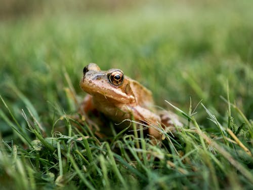 Základová fotografie zdarma na téma dívání, fotografování zvířat, makro fotografie