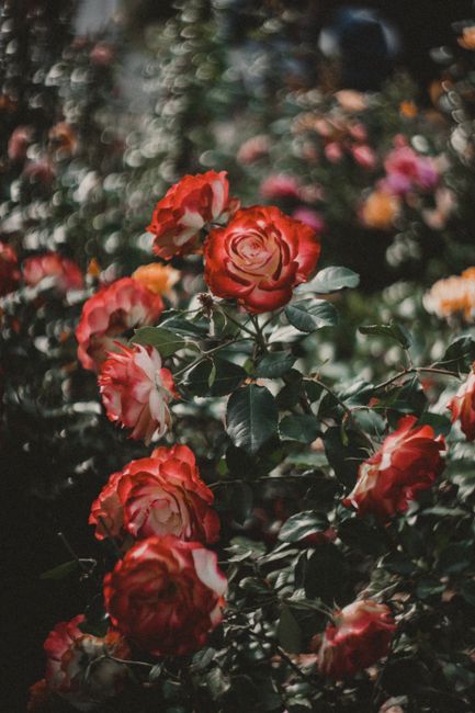 Close-up of vibrant red roses blooming in a lush garden, showcasing nature's beauty and intricate details.