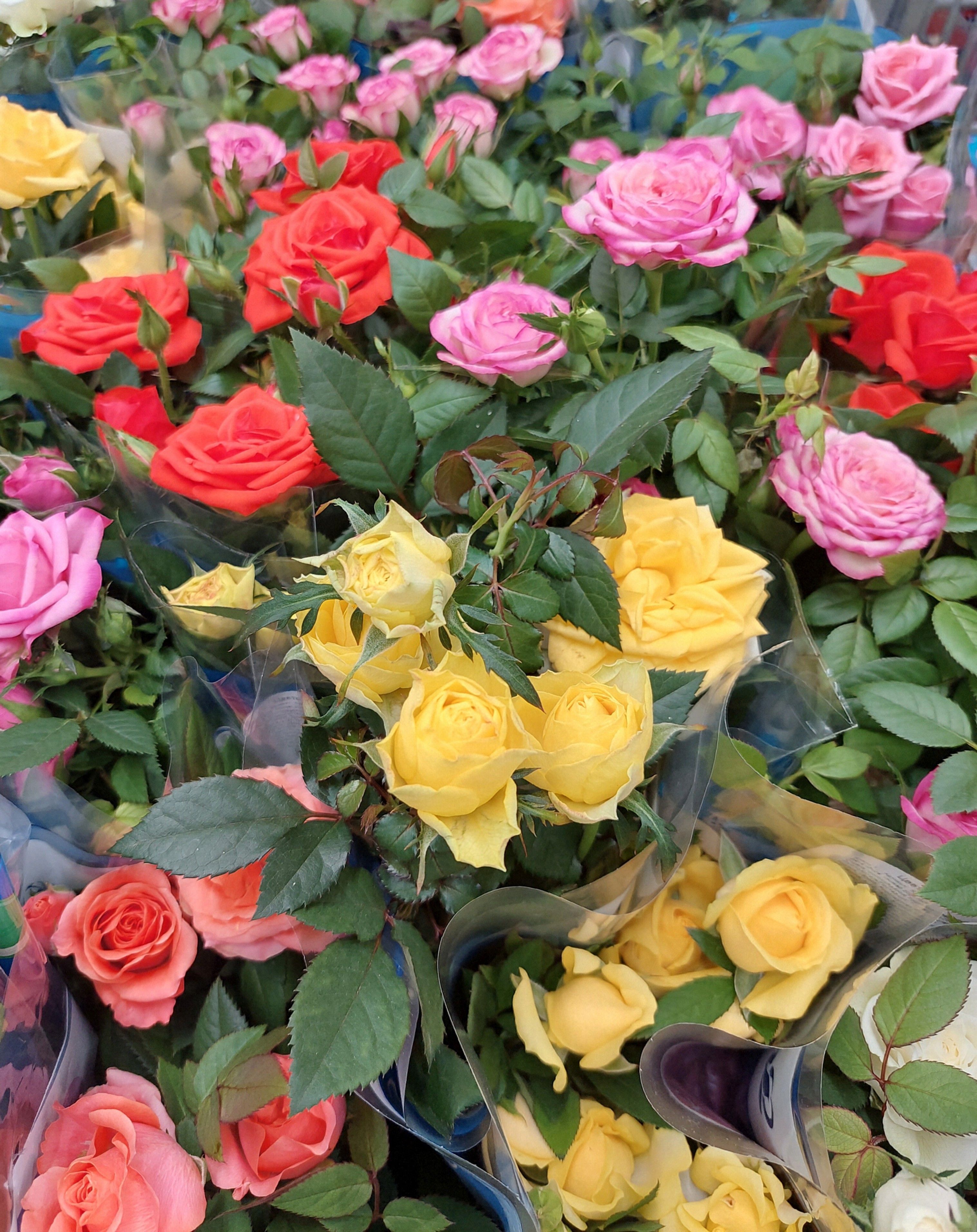 A bunch of roses in a flower shop · Free Stock Photo