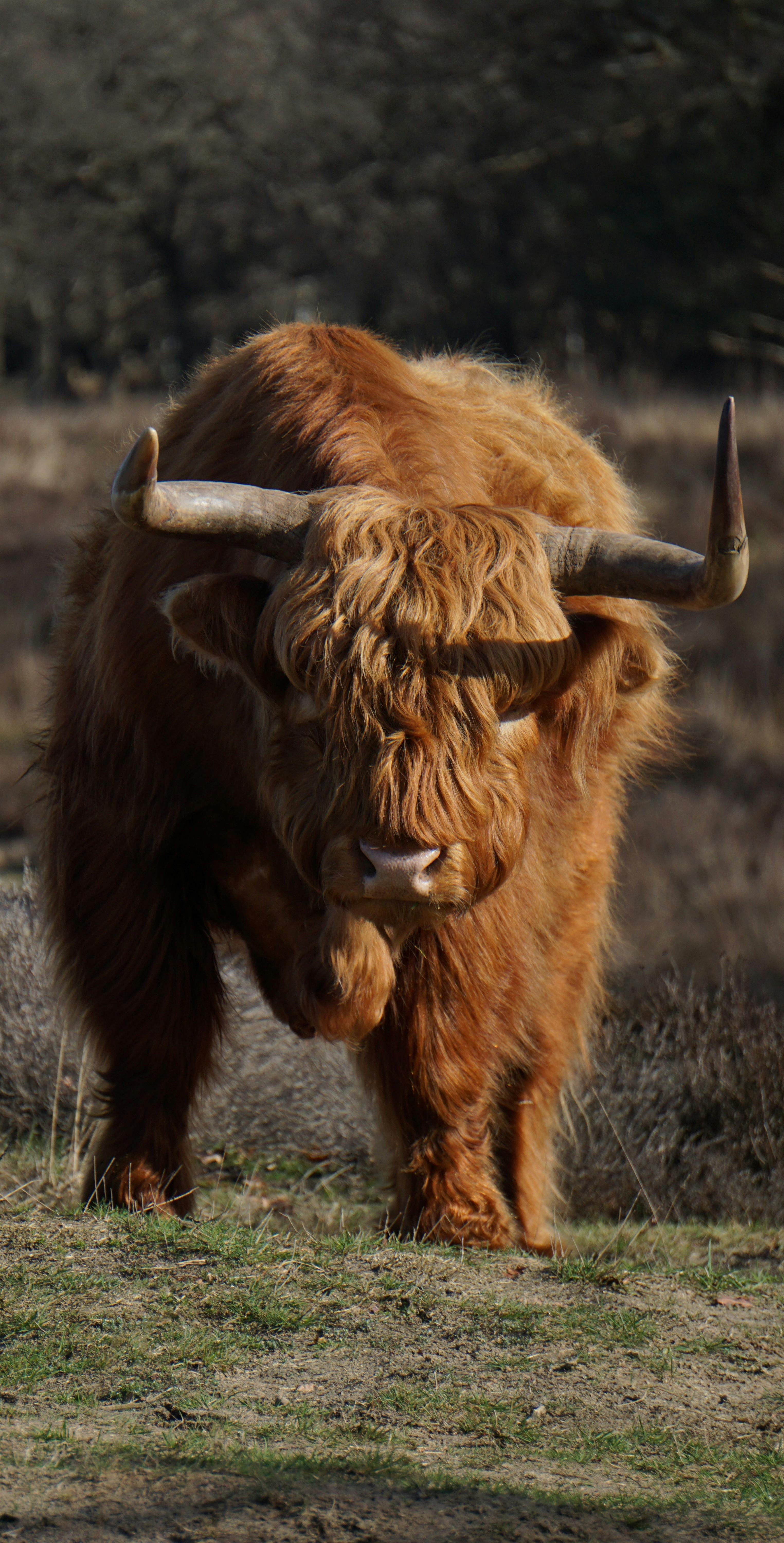 schotse hooglander op de veluwe