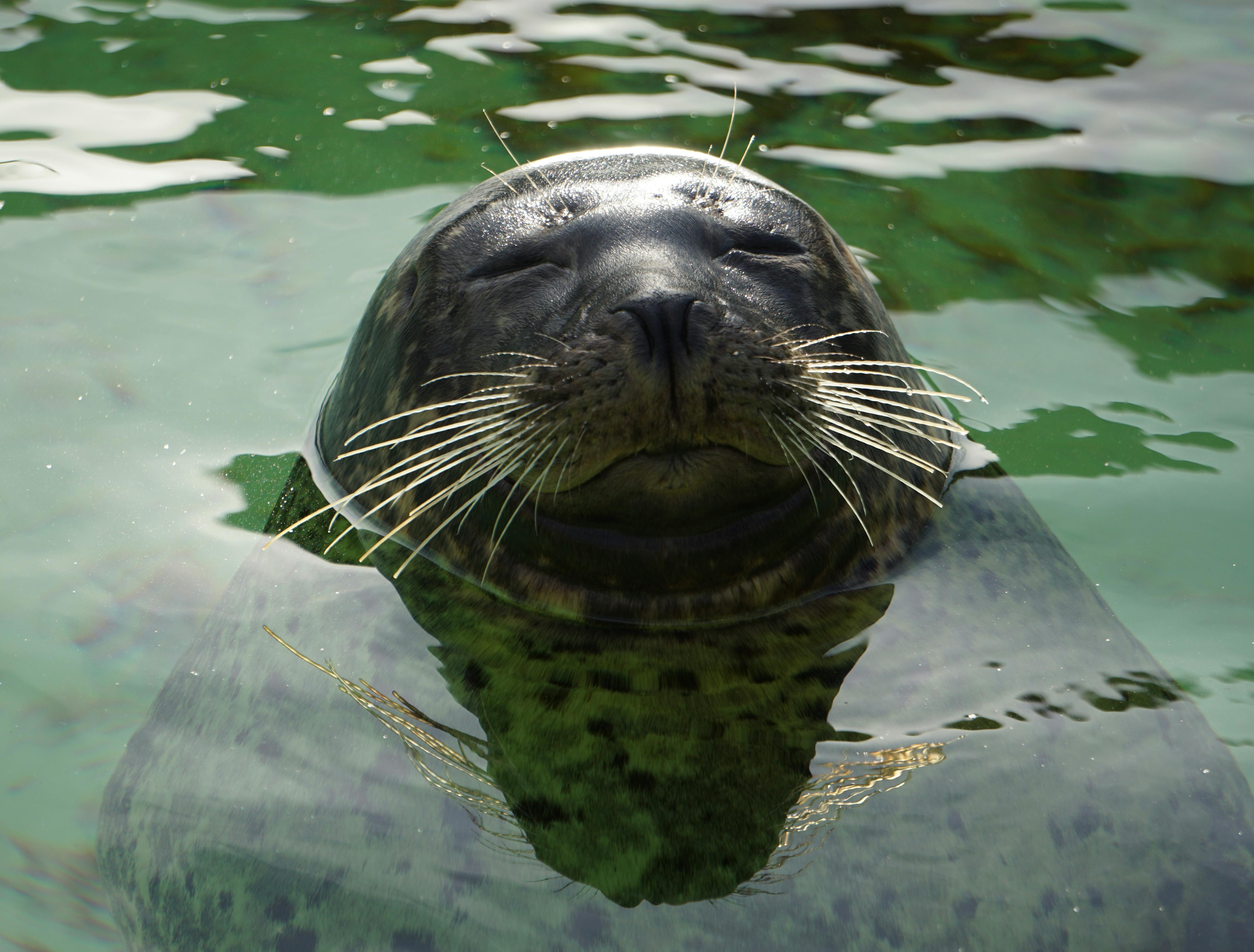 zeehond aan het genieten van de zon