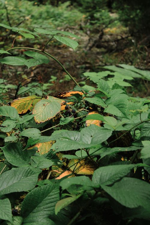 Free Dense foliage with vibrant green leaves and hints of yellow in a forest canopy. Stock Photo