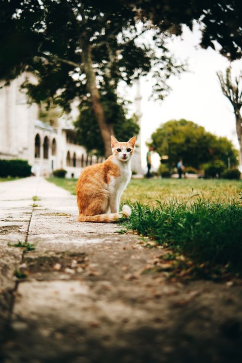 Free Orange white cat sitting on a pathway in a peaceful park. Perfect urban wildlife shot. Stock Photo