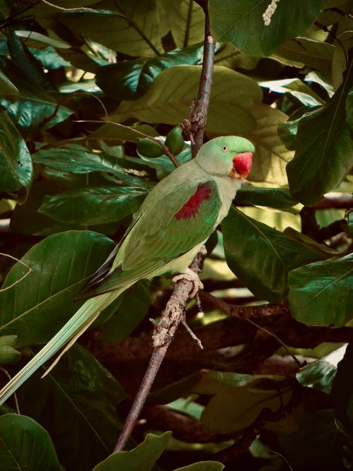 Free A vibrant parakeet perched amid lush tropical foliage in a natural jungle setting. Stock Photo