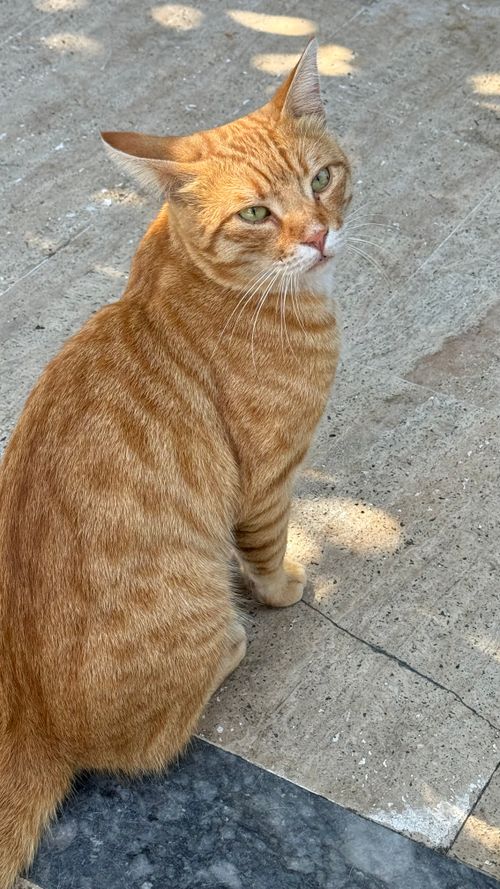 Free A charming ginger cat with green eyes sitting on a sunlit patio looking curious. Stock Photo