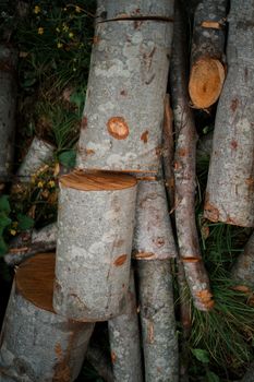 Pile of cut tree logs surrounded by grass and plants outdoors.